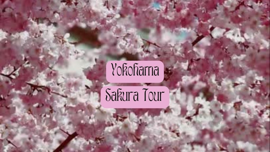 Yokohama Sakura Tour